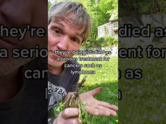 Natural remedy for Cancer and Heart Disease in your yard!