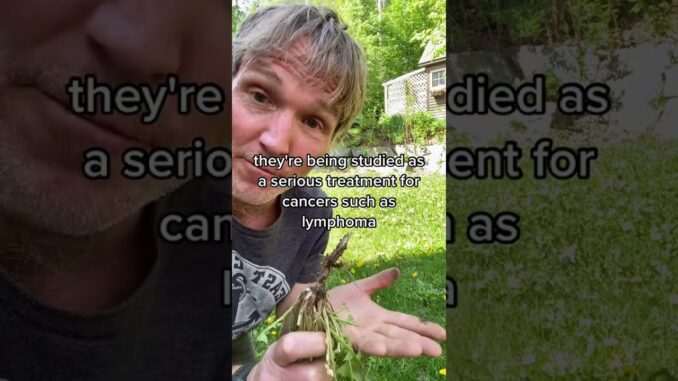 Natural remedy for Cancer and Heart Disease in your yard! Natural remedy for Cancer and Heart Disease in your yard!