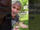 Natural remedy for Cancer and Heart Disease in your yard!