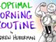 The Optimal Morning Routine - Andrew Huberman